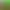 Plantera 2: Golden Acorn.
