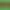 Forebloomed: Evergreen Edition.