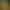 Morels: The Hunt 2.
