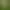 Twizzle Puzzle: Reptiles.