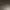 Bird Simulator 24.