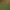 Empires of the Undergrowth - Exploding Ants.