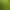 BIOMUTANT.