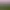 Somnium.