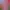 Voxelotl Garden.