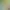 Amazônia Viva Game: animais em extinção.